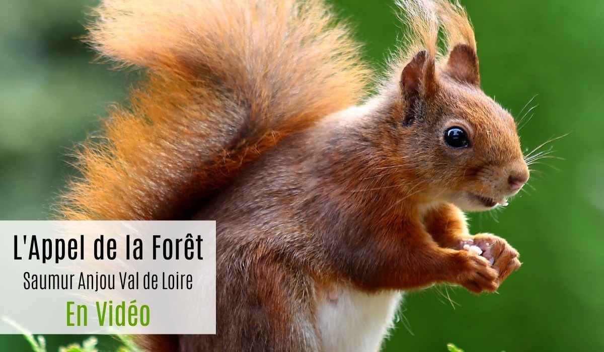 Grand gite Saumur vidéos-L'Appel de la Foret