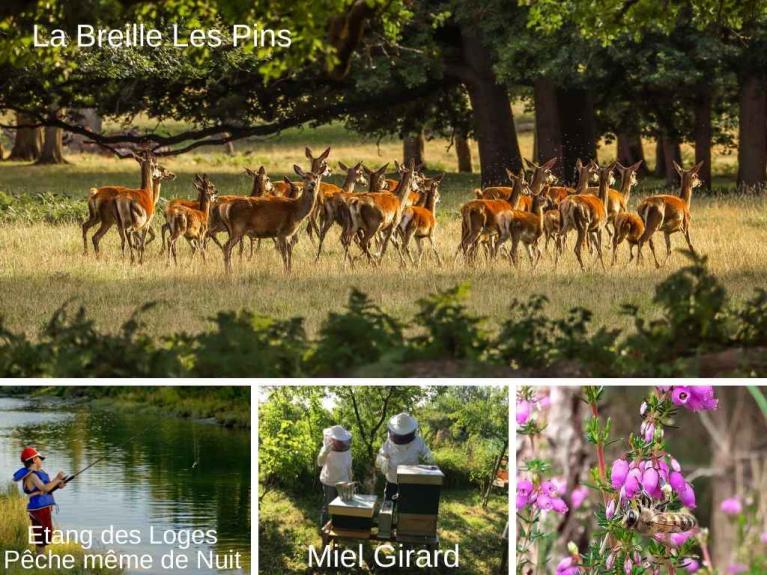 Gité situé à la Breille les Pins