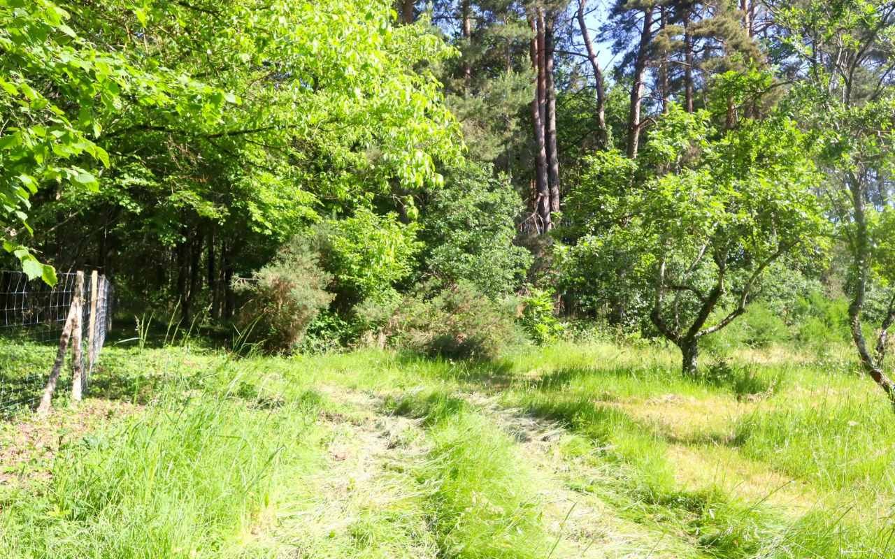 Photo de la forêt de la Breille-les-Pins, vue du jardin du gîte de 15 personnes L'Appel de la Forêt à Saumur.
