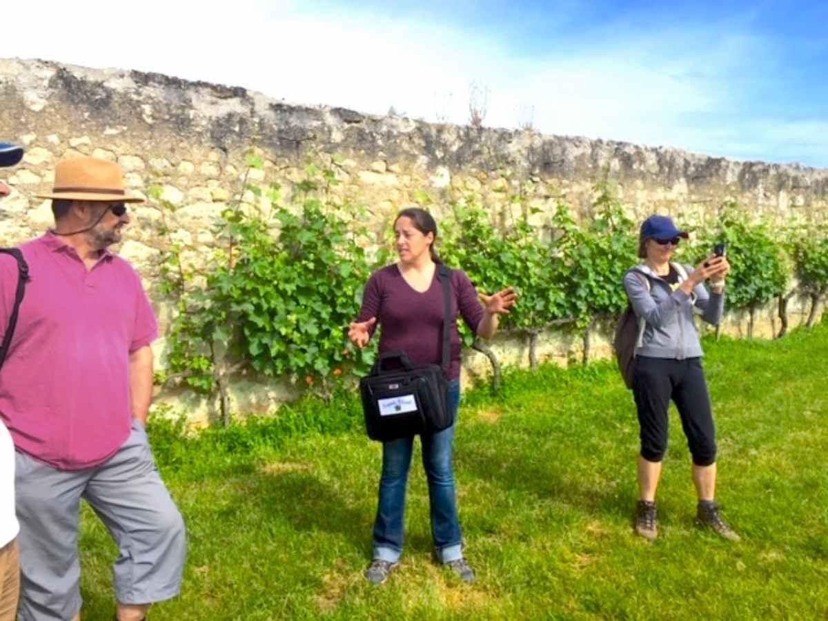 Vue des vendanges en Septembre à Saumur